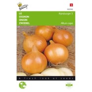 Onion Rijnsburger 5 Seeds